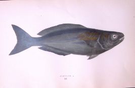 Pompilus Fish Scarce Antique 1877 J. Couch Woodblock Engraving-215
