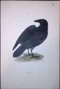 Raven Rev Morris Antique History of British Birds 130 Years-Old Engraving-35