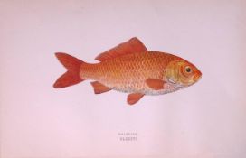 Goldfish Scarce Antique 1877 Johnathan Couch Woodblock Engraving-25
