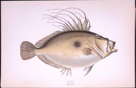 Doree Fish Scarce Antique 1877 Johnathan Couch Woodblock Engraving-68