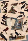 Job lot Alexander Wilson Rare American Birds Copper Plate Engravings-1