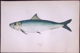 Pilchard Fish Scarce Antique 1877 Johnathan Couch Woodblock Engraving-32