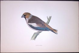 Hawfinch Rev Morris Antique History of British Birds 130 Years-Old Engraving-54