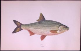 Roach Fish Scarce Antique 1877 Johnathan Couch Woodblock Engraving-30