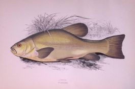 Tench Fish Scarce Antique 1877 Johnathan Couch Woodblock Engraving-24