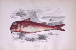 Red Mullet Fish Scarce Antique 1877 J. Couch Woodblock Engraving-49