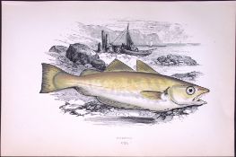 Whiting Fish Scarce Antique 1877 Johnathan Couch Woodblock Engraving-86