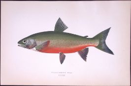 Willoughby’s Char Fish Scarce Antique 1877 J. Couch Woodblock Engraving-70