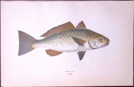 Umbrina Fish Scarce Antique 1877 J. Couch Woodblock Engraving-213