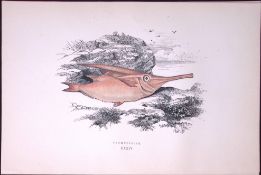 Trumpet- Fish Scarce Antique 1877 Johnathan Couch Woodblock Engraving-95