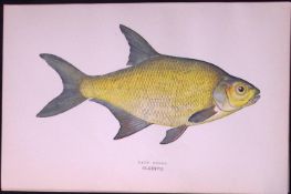 Lake Bream Fish Scarce Antique 1877 J. Couch Woodblock Engraving-27