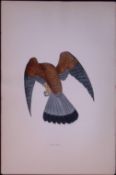 Kestrel Rev Morris Antique History of British Birds 130 Years-Old Engraving-25