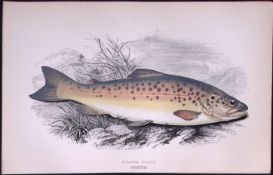 Common Trout Fish Scarce Antique 1877 Johnathan Couch Woodblock Engraving-38