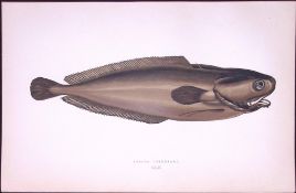 Lesser Forkbeard Fish Scarce Antique 1877 J. Couch Woodblock Engraving-79