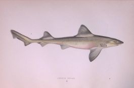Smooth-Hound Shark Antique 1877 J. Couch Woodblock Engraving-12