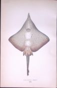 Long-Nosed Skate Fish Scarce Antique 1877 J. Couch Woodblock Engraving-98
