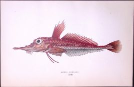 Armed Gunnard Fish Scarce Antique 1877 J. Couch Woodblock Engraving-209