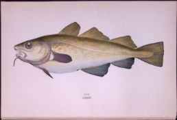 Cod Fish Scarce Antique 1877 Johnathan Couch Woodblock Engraving-19