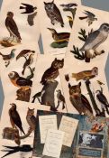 Job lot Stunning Owl Family Alexander Wilson Rare American Birds Copper Plate Engravings-6.