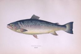 Salmon Trout Fish Scarce Antique 1877 J. Couch Woodblock Engraving-40