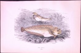 Sea Snail Fish Antique 1877 J. Couch Woodblock Scarce Engraving-237