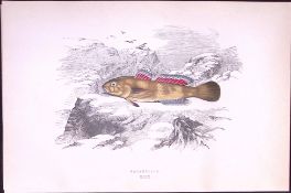 Paganellus Fish Scarce Antique 1877 J. Couch Woodblock Engraving-230