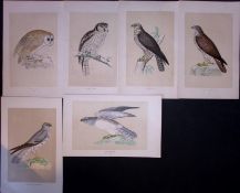 Job-Lot Owls, Harriers, Buzzards, Rev Morris Antique 170-Year-Old Bird Engravings-.1