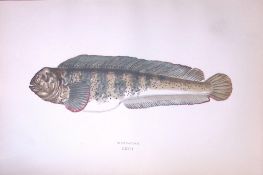 Wolf Fish Antique 1877 J. Couch Woodblock Scarce Engraving-245