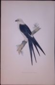 Swallow Kite Rev Morris Antique History of British Birds 130 Years-Old Engraving-18