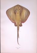 Stingray Fish Scarce Antique 1877 Johnathan Couch Woodblock Engraving-111
