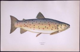 Gillaroo Trout Fish Scarce Antique 1877 J. Couch Woodblock Engraving-36a