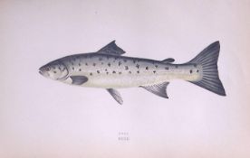 Peal Fish Scarce Antique 1877 Johnathan Couch Woodblock Engraving-38a