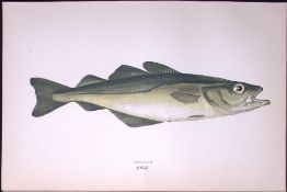 Pollack Fish Antique 1877 Johnathan Couch Woodblock Engraving-83