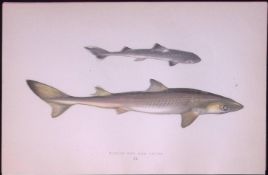 Pickled Dog Shark Scarce Antique 1877 J. Couch Woodblock Engraving-7