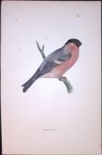Bullfinch Rev Morris Antique History of British Birds 130 Years-Old Engraving-56