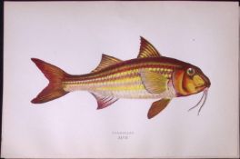 Surmullet Fish Scarce Antique 1877 Johnathan Couch Woodblock Engraving-48