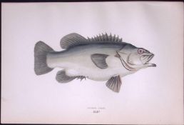 Stone Bass Fish Scarce Antique 1877 J. Couch Woodblock Engraving-45