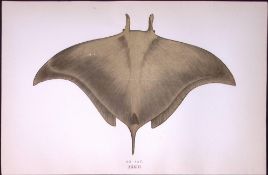 Ox Ray Fish Scarce Antique 1877 Johnathan Couch Woodblock Engraving-113