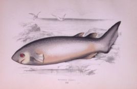 Spinous Shark Scarce Antique 1877 Johnathan Couch Woodblock Engraving-13