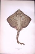Thornback Ray Fish Scarce Antique 1877 Johnathan Couch Woodblock Engraving-101