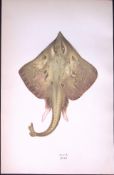 Skate Fish Scarce Antique 1877 Johnathan Couch Woodblock Engraving-97