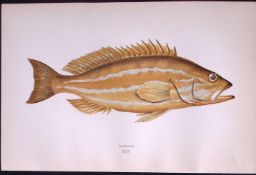 Comber Fish Scarce Antique 1877 Johnathan Couch Woodblock Engraving-47