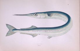 Garfish Scarce Antique 1877 Johnathan Couch Woodblock Engraving-34