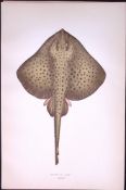 Spotted Ray Fish Scarce Antique 1877 J. Couch Woodblock Engraving-103