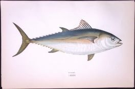 Tunny Fish Scarce Antique 1877 J. Couch Woodblock Engraving-224