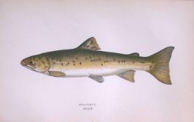 Sea Trout Fish Scarce Antique 1877 Johnathan Couch Woodblock Engraving-36