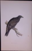 Spotted Eagle Rev Morris Antique History of British Birds 130 Years-Old Engraving-15