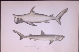 Rashleigh, Broad-Headed Sharks Antique 1877 J. Couch Woodblock Engraving-10