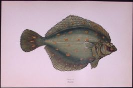 Plaice Fish Scarce Antique 1877 Johnathan Couch Woodblock Engraving-17