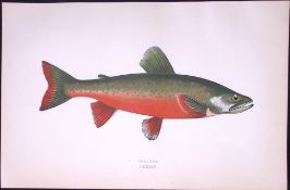 Torgoch Fish Scarce Antique 1877 Johnathan Couch Woodblock Engraving-69